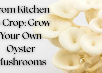Close-up of white oyster mushrooms with text overlay: “From Kitchen to Crop: Grow Your Own Oyster Mushrooms”