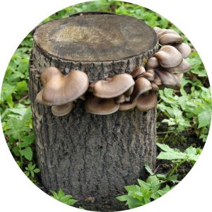 Grow oyster mushrooms outdoors on a hardwood log.