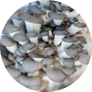 Young oyster mushrooms growing in clusters — part of the process to grow oyster mushrooms.