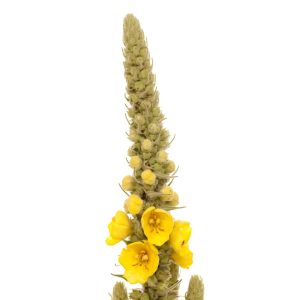Close-up of a blooming mullein flower spike with yellow blossoms on a white background