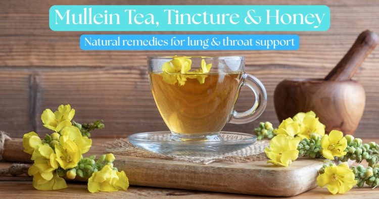 Clear glass cup of mullein tea with yellow mullein flowers on a wooden background – natural herbal remedy for lungs and throat