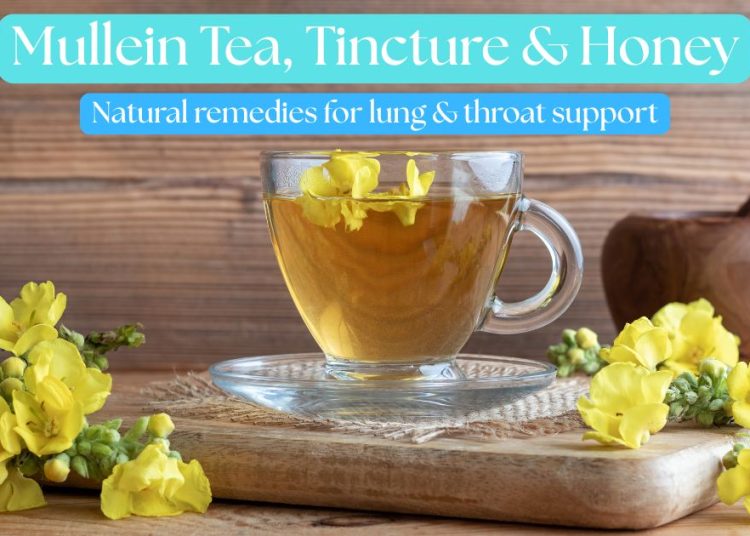 Clear glass cup of mullein tea with yellow mullein flowers on a wooden background – natural herbal remedy for lungs and throat