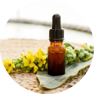 Amber dropper bottle of mullein tincture with fresh yellow mullein flowers and leaves in the background.